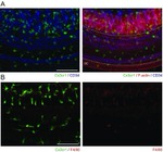 F4/80 Antibody in Immunohistochemistry (Frozen) (IHC (F))