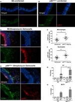 F4/80 Antibody in Immunohistochemistry (IHC)