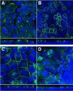 ZO-1 Antibody in Immunocytochemistry (ICC/IF)