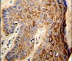 FAM96B Antibody in Immunohistochemistry (IHC)