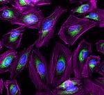 Rabbit IgG (H+L) Cross-Adsorbed Secondary Antibody in Immunocytochemistry (ICC/IF)