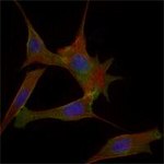 FABP2 Monoclonal Antibody (9A9B7B3)