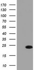 FADD Antibody in Western Blot (WB)