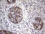FAF1 Antibody in Immunohistochemistry (Paraffin) (IHC (P))