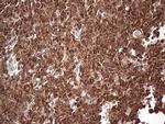 FAF1 Antibody in Immunohistochemistry (Paraffin) (IHC (P))