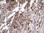 FAF1 Antibody in Immunohistochemistry (Paraffin) (IHC (P))