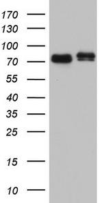 FAF1 Antibody in Western Blot (WB)