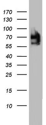 FAF1 Antibody in Western Blot (WB)