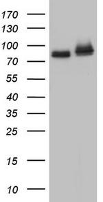 FAF1 Antibody in Western Blot (WB)