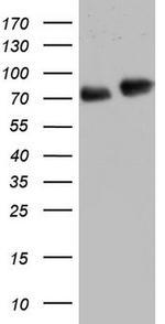 FAF1 Antibody in Western Blot (WB)