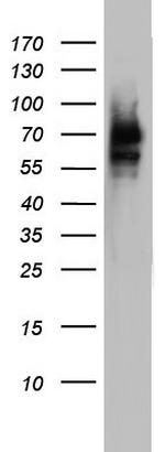 FAF1 Antibody in Western Blot (WB)