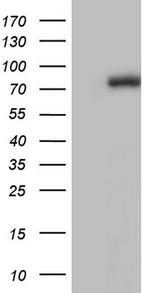 FAF1 Antibody in Western Blot (WB)