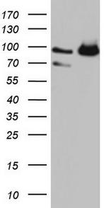 FAF1 Antibody in Western Blot (WB)