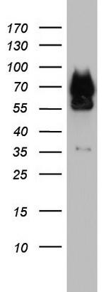 FAF1 Antibody in Western Blot (WB)