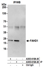 FAHD1 Polyclonal Antibody