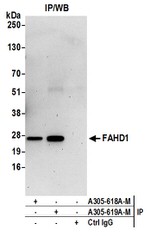 FAHD1 Antibody in Western Blot (WB)
