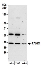 FAHD1 Polyclonal Antibody