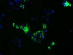 FAHD2A Antibody in Immunocytochemistry (ICC/IF)