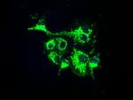 FAHD2A Antibody in Immunocytochemistry (ICC/IF)