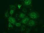 FAHD2A Antibody in Immunocytochemistry (ICC/IF)