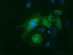 FAHD2A Antibody in Immunocytochemistry (ICC/IF)