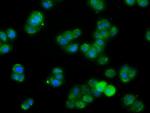 FAHD2A Antibody in Immunocytochemistry (ICC/IF)