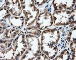 FAHD2A Antibody in Immunohistochemistry (Paraffin) (IHC (P))
