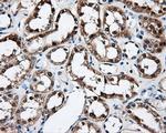 FAHD2A Antibody in Immunohistochemistry (Paraffin) (IHC (P))