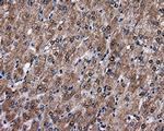 FAHD2A Antibody in Immunohistochemistry (Paraffin) (IHC (P))