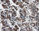 FAHD2A Antibody in Immunohistochemistry (Paraffin) (IHC (P))
