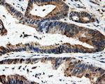 FAHD2A Antibody in Immunohistochemistry (Paraffin) (IHC (P))