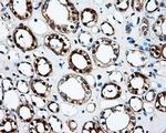 FAHD2A Antibody in Immunohistochemistry (Paraffin) (IHC (P))