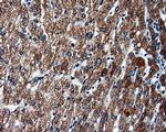 FAHD2A Antibody in Immunohistochemistry (Paraffin) (IHC (P))