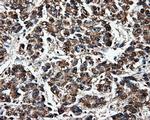 FAHD2A Antibody in Immunohistochemistry (Paraffin) (IHC (P))