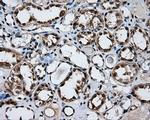 FAHD2A Antibody in Immunohistochemistry (Paraffin) (IHC (P))