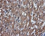 FAHD2A Antibody in Immunohistochemistry (Paraffin) (IHC (P))
