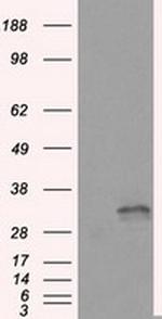 FAHD2A Antibody in Western Blot (WB)