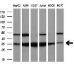 FAHD2A Antibody in Western Blot (WB)
