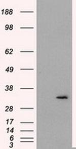 FAHD2A Antibody in Western Blot (WB)