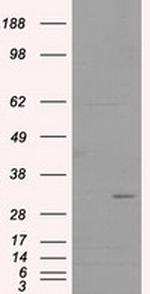 FAHD2A Antibody in Western Blot (WB)