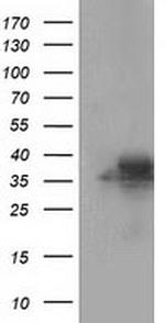 FAHD2A Antibody in Western Blot (WB)