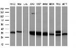 FAHD2A Antibody in Western Blot (WB)