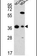 FAHD2A Antibody in Western Blot (WB)