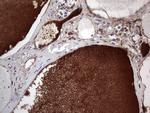 FAIM3 Antibody in Immunohistochemistry (Paraffin) (IHC (P))