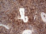 FAIM3 Antibody in Immunohistochemistry (Paraffin) (IHC (P))