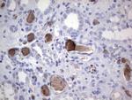 FAIM3 Antibody in Immunohistochemistry (Paraffin) (IHC (P))