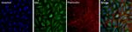 FAK Monoclonal Antibody (ZF002), Alexa Fluor™ 488
