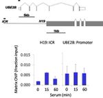 PYK2 Antibody in ChIP Assay (ChIP)