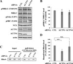Phospho-SRC (Tyr419) Antibody in Western Blot (WB)
