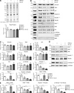 Phospho-FAK (Tyr397) Antibody in Western Blot (WB)